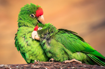 The Cordilleran parakeet Psittacara frontatus portrait in the afternoon light.