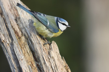 Blue tit