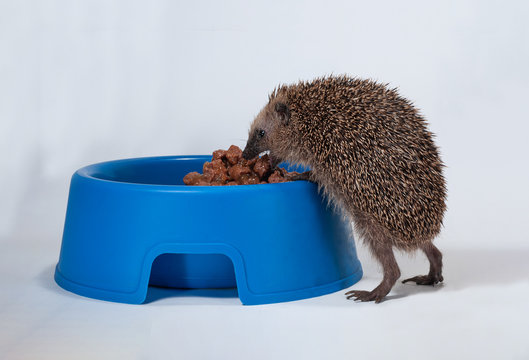Der europ&auml;ische Igel ist Tier des Jahres 2024, F&uuml;tterung eines untergewichtigen europ&auml;ischen Igels, Erinaceus europaeus, Braunbrustigel frisst Hundefutter aus Futternapf, Winterf&uuml;tterung eines Igels