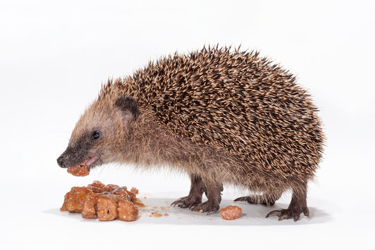Tier des Jahres 2024, Winterf&uuml;tterung einen hungrigen kleinen Igels, Unterern&auml;hrter Igel frisst Katzenfutter, Erinaceus europaeus bei Winterf&uuml;tterung, junger Igel wird mit Igelfutter gef&uuml;ttert