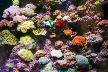 Naklejka na ściany i meble Beautiful, colorful coral reefs and sea sponges.