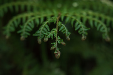 Unfurling New Zealand silver fern