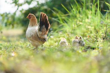 Hen with chickens walking in green grass yard.Bantam family.