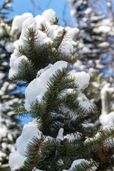 snow on pine branches