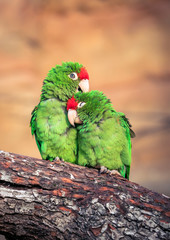 The Cordilleran parakeet Psittacara frontatus portrait in the afternoon light.