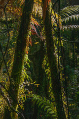 Forest westcoast new Zealand. Ferns