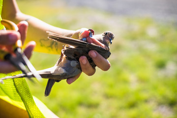 Environmental workers banding Mourning Doves