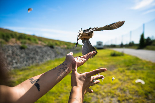 Environmental workers banding Mourning Doves