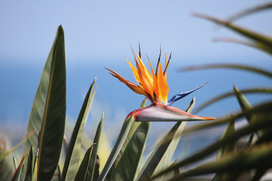 Strelitzia