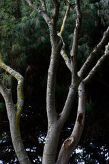 tree in forest, lissabon, portugal, vacation, city