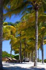 Fototapeta premium Palmeras del Caribe