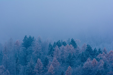 Wald mit Schnee im Winter