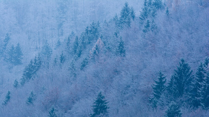 Schnee im Wald in den Bergen - Winter in den Alpen