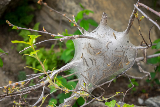 Tent Caterpillars delicate nest in a tree, Cascade Canyon