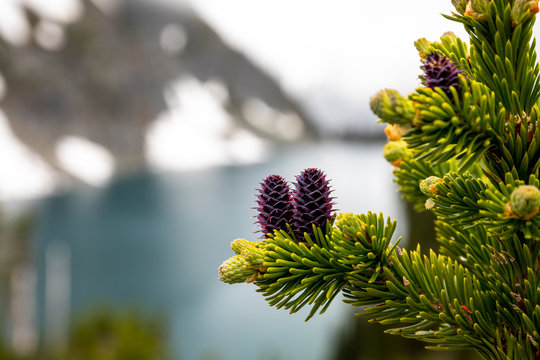 A purple pinecone besides beautiful alpine lake on a cloudy, rainy summer day in the Coast Mountains around Pemberton, British Columbia.