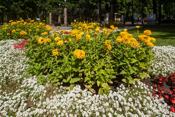 Flowerbed of yellow, white and red flowers with green leaves in the park alley