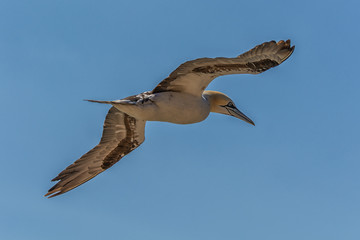 Basstölpel bei Helgoland