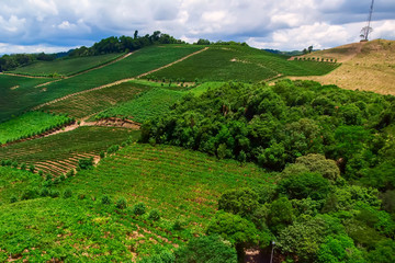 Vinho in Natura