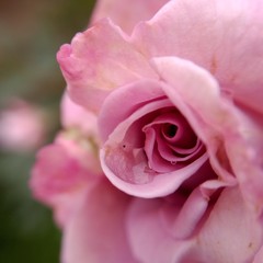 Fototapeta na wymiar pink rose with drops of water