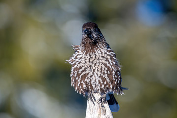 Close-up portrait of beautiful Spotted Nutcracker (Nucifraga caryocatactes)