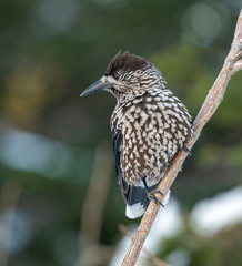 Close-up portrait of beautiful Spotted Nutcracker (Nucifraga caryocatactes)