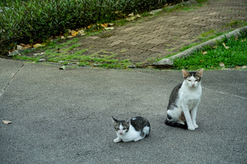mother and son  cat  on the garden road . 