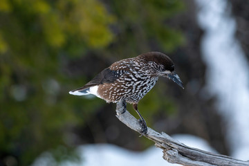 Close-up portrait of beautiful Spotted Nutcracker (Nucifraga caryocatactes)