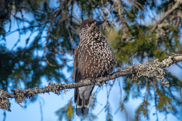 Close-up portrait of beautiful Spotted Nutcracker (Nucifraga caryocatactes)