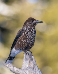 Close-up portrait of beautiful Spotted Nutcracker (Nucifraga caryocatactes)