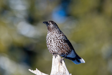 Close-up portrait of beautiful Spotted Nutcracker (Nucifraga caryocatactes)