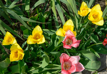 Row of bright yellow tulip flowers on garden flower bed.