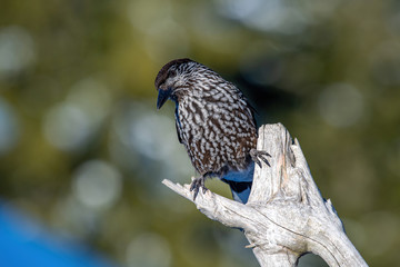 Close-up portrait of beautiful Spotted Nutcracker (Nucifraga caryocatactes)
