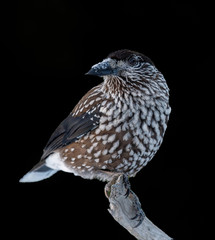 Close-up portrait of beautiful Spotted Nutcracker (Nucifraga caryocatactes)