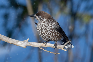 Close-up portrait of beautiful Spotted Nutcracker (Nucifraga caryocatactes)