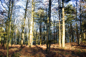 Trees in the forest in winter near Posbank in Rheden, Netherlands