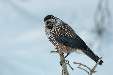Close-up portrait of beautiful Spotted Nutcracker (Nucifraga caryocatactes)