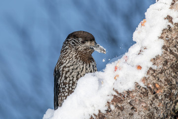 Close-up portrait of beautiful Spotted Nutcracker (Nucifraga caryocatactes)