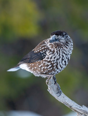 Close-up portrait of beautiful Spotted Nutcracker (Nucifraga caryocatactes)