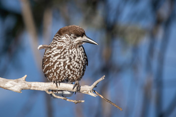 Close-up portrait of beautiful Spotted Nutcracker (Nucifraga caryocatactes)