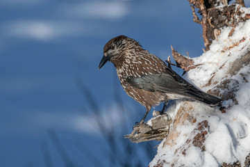 Close-up portrait of beautiful Spotted Nutcracker (Nucifraga caryocatactes)