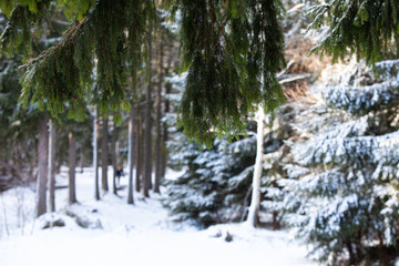 drzewo iglaste pokryte śniegiem - obrazy, fototapety, plakaty
