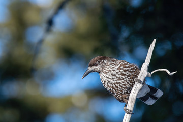 Close-up portrait of beautiful Spotted Nutcracker (Nucifraga caryocatactes)