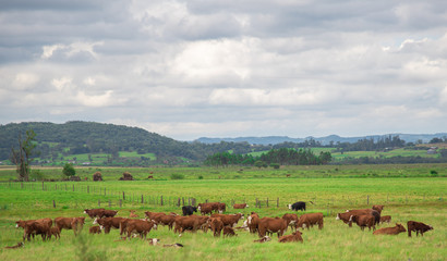 Fototapeta na wymiar Winter cattle breeding in Brazil2