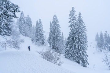 nice senior woman snowshoeing on the Nagelfluh chain in light snowfall, Hochgrat, Steibis,Bavarian alps, Germany