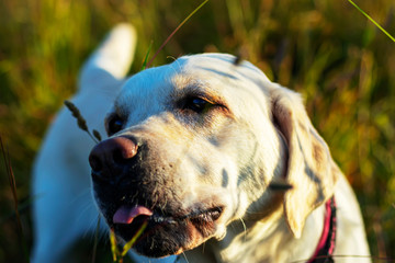Yellow Labrador Eats Grass Outdoors