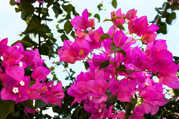Beautiful, pink bougainvillea flowers against the blue sky