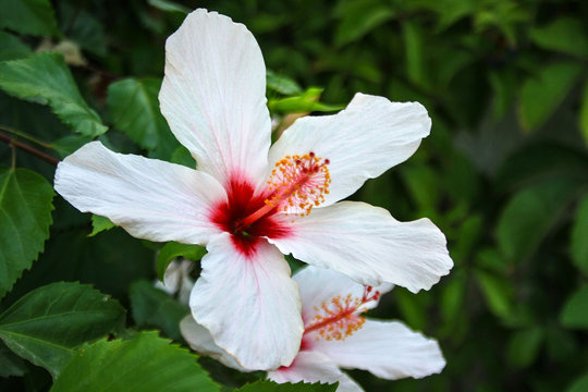 White Hawaiian Hibiscus arnottianus - single flower with pink stamens