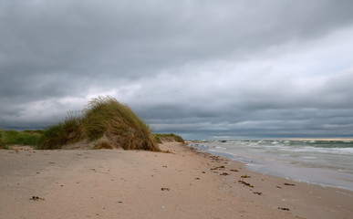 Sand dunes and vegetations by the sea a windy evening 