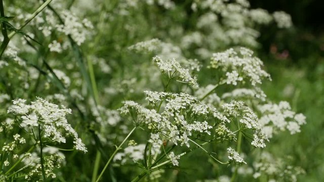 blooming thickets Conium, poisonous plant 