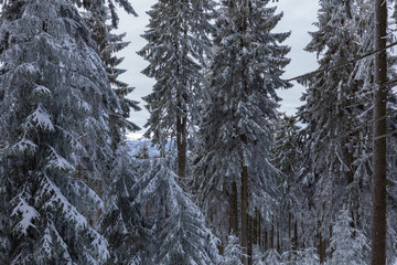Beskid Zywiecki. Winter in Poland. Captured during trekking on the way to Rysianka, near Zabnica village. Snowy Winter Mountains.